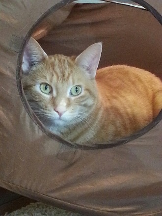 morrie glamour shot jan 330