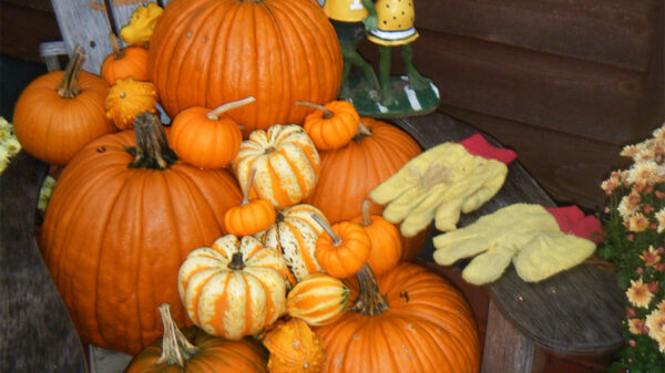 Yellow Gloves Season With Pumpkins