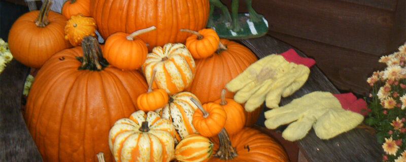 Yellow Gloves Season With Pumpkins