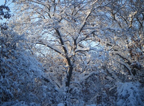 40 BELOW AND HOLDING STEADY