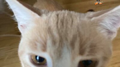 Cat Talk, the Season Finale
