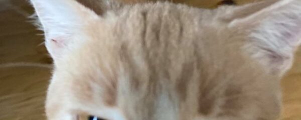 Cat Talk, the Season Finale