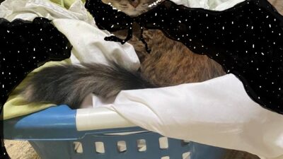 Cat Lady Defies Gravity