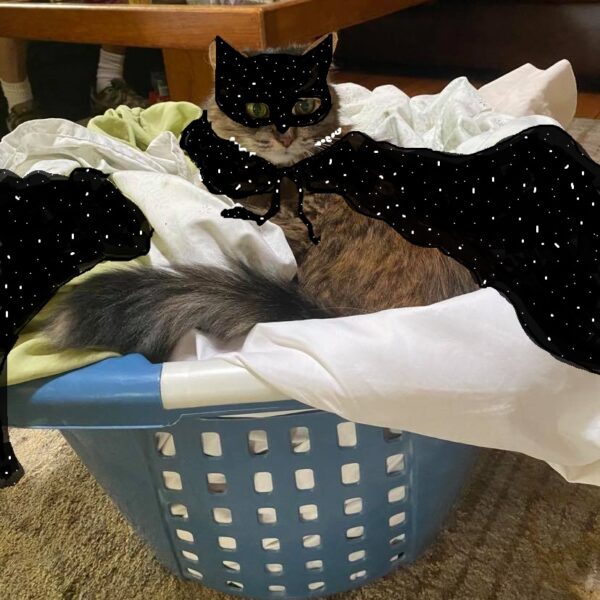 Cat Lady Defies Gravity
