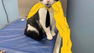 Tuxedo Boy has Check Up