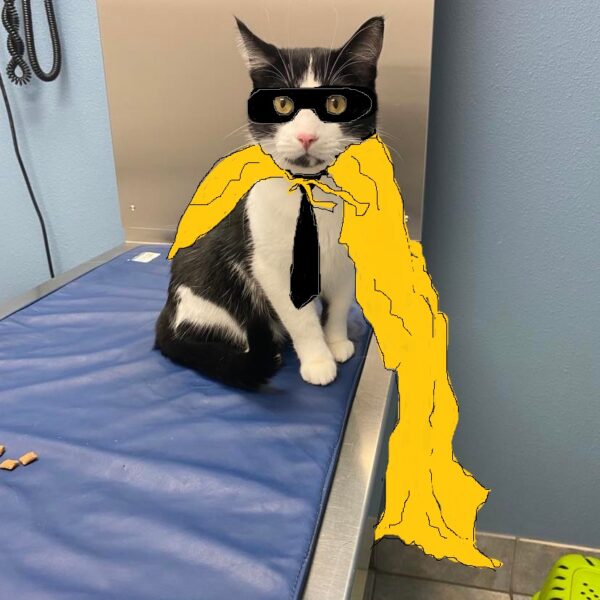Tuxedo Boy has Check Up