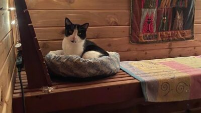 Cat Detective Caught Napping