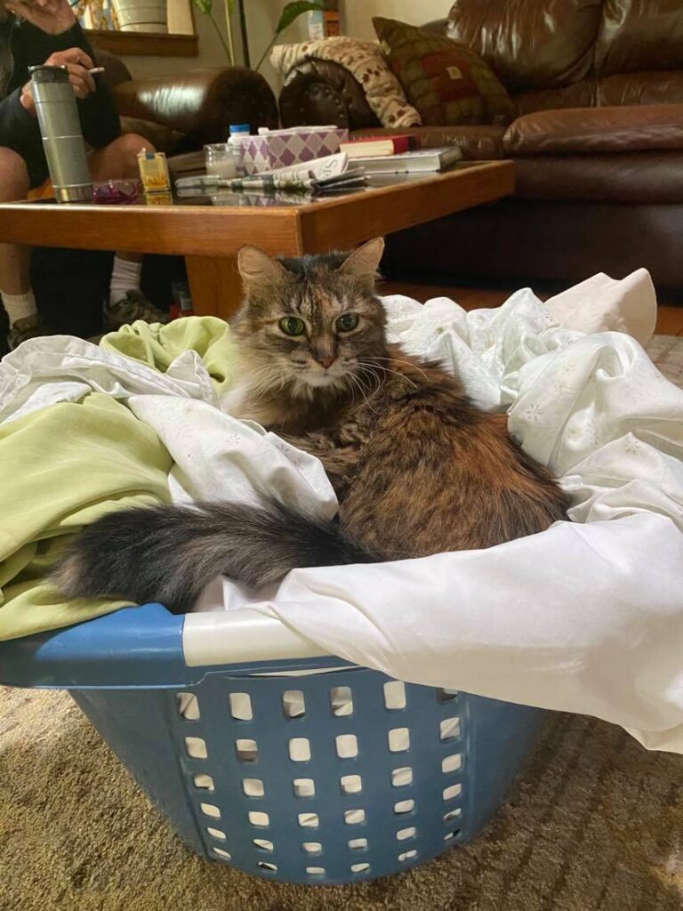 Grandma Cat Lady In Laundry Basket